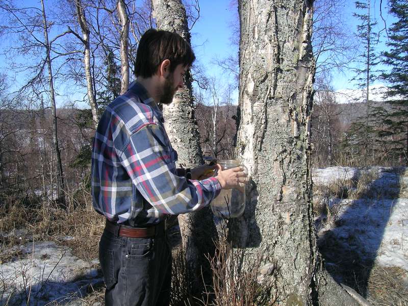 Tapping birch trees for birch sap