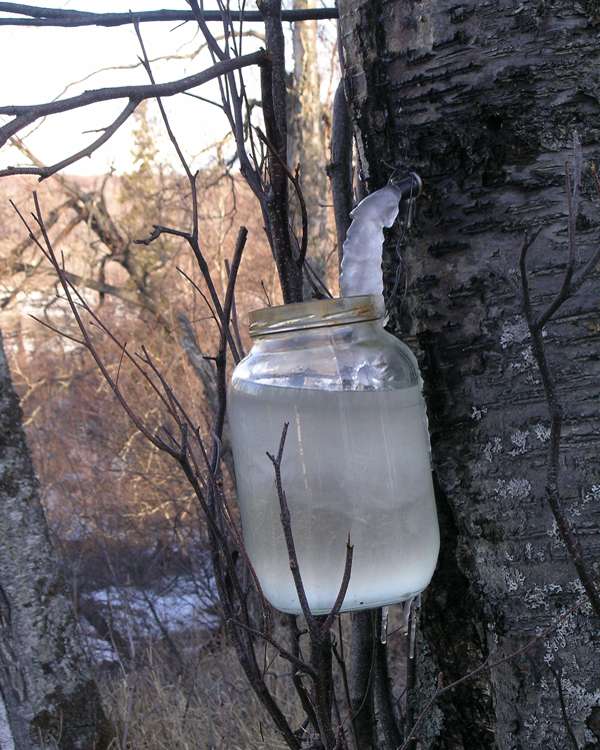 tapping birch trees for birch sap