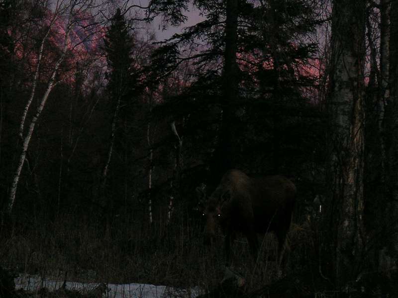 Moose at night!