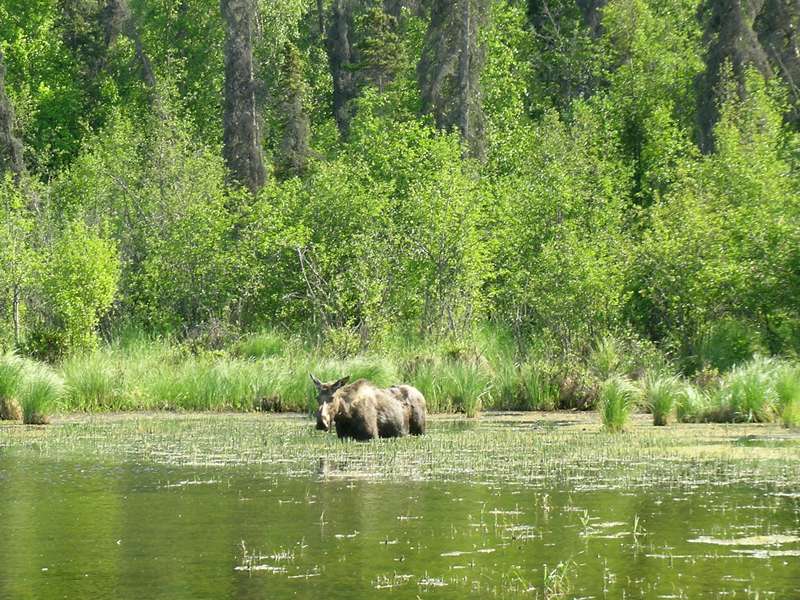 Spring moose feeding Alaska