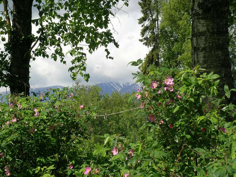 wild roses and fog