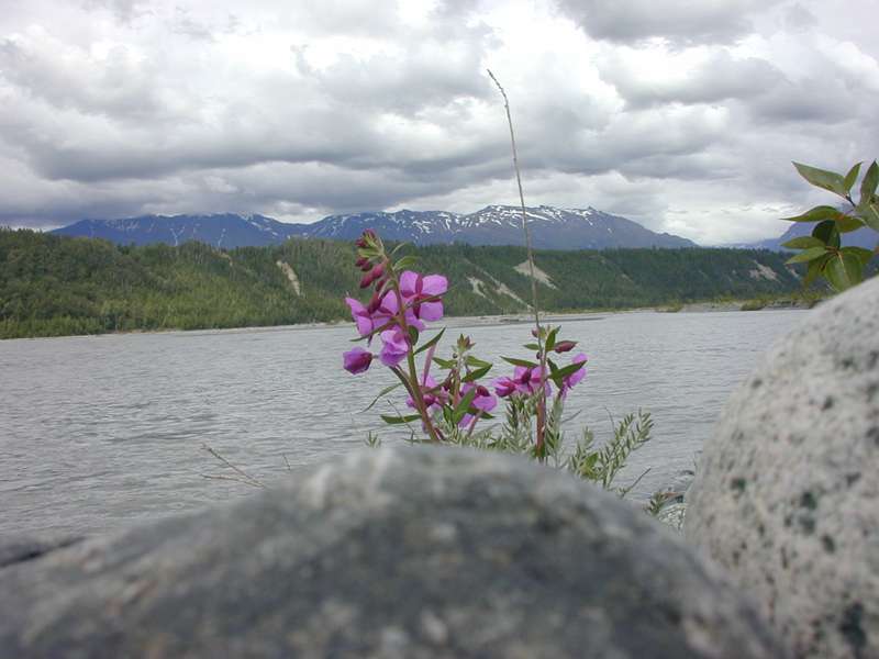 River beauty flowers