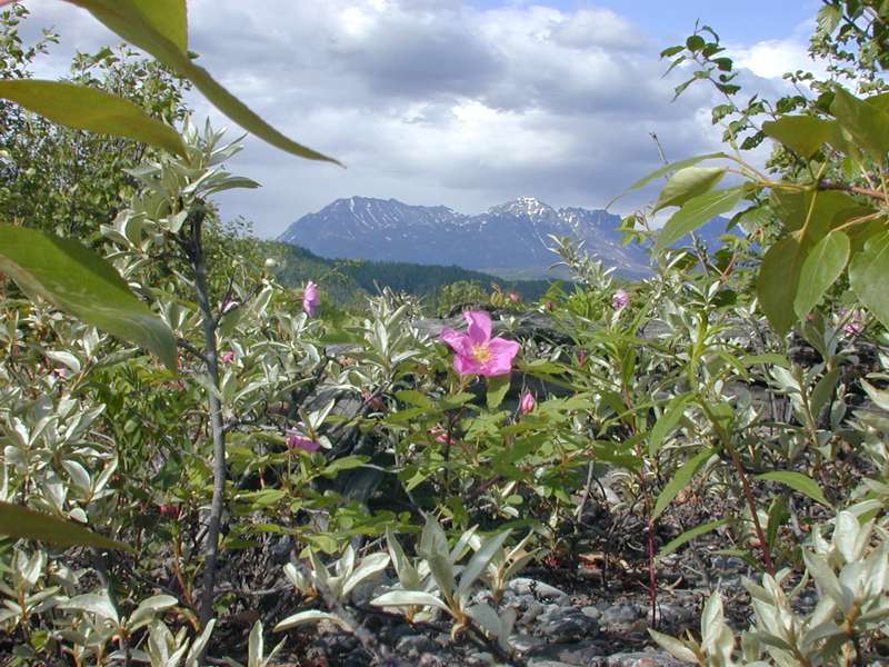 wild roses on river