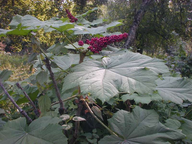 devils club berries and plant
