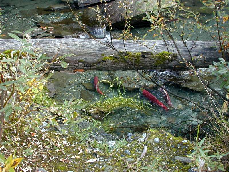Red sockaye salmon in alaska