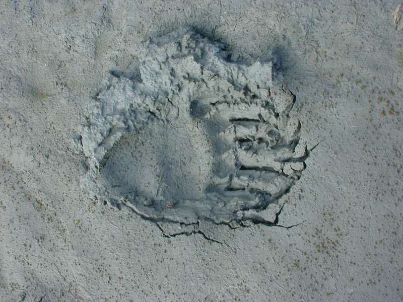 bear tracks