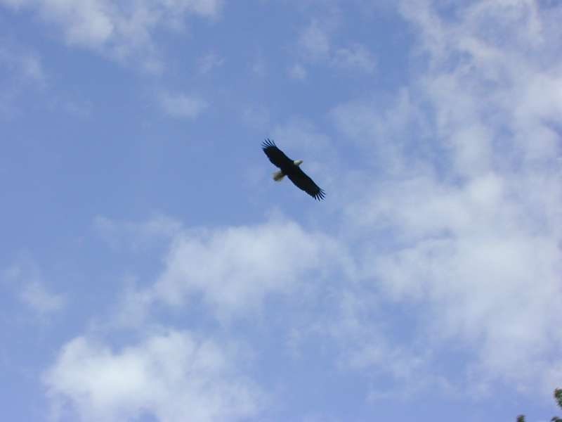 bald eagle flying