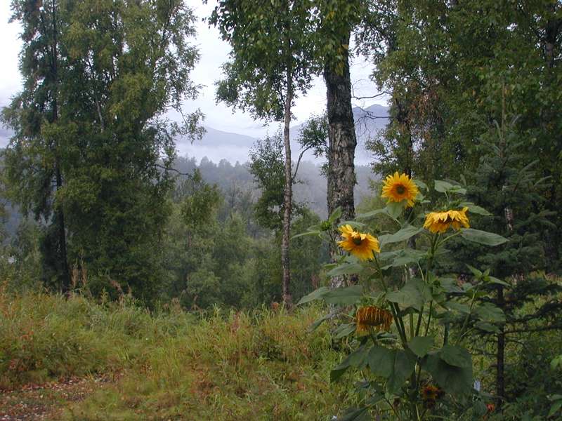 sunflowers in Alaska
