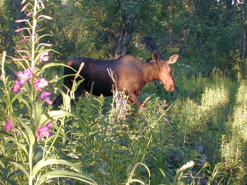 Moose in Alaska