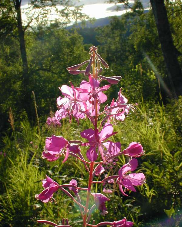 fireweed in alaska in the sun