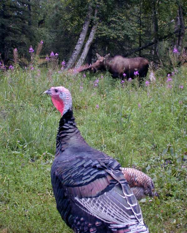 Alaska moose and turkey