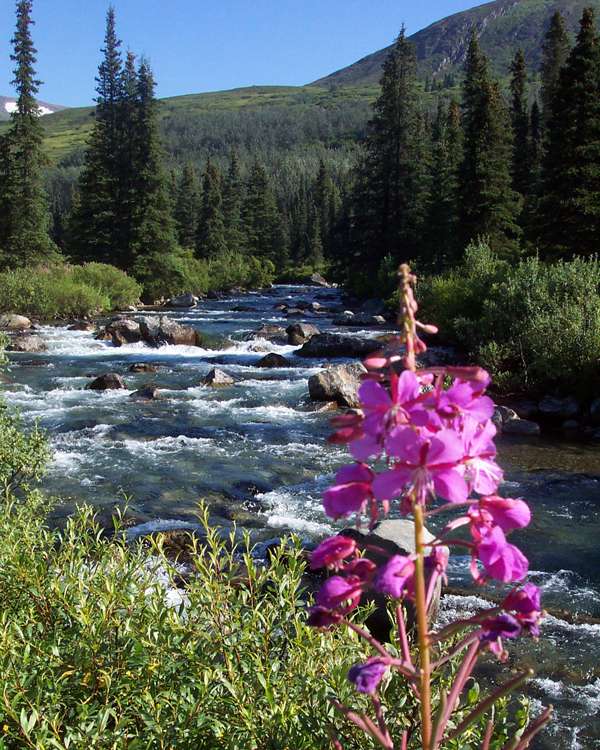 Alaska mountains fireweed
