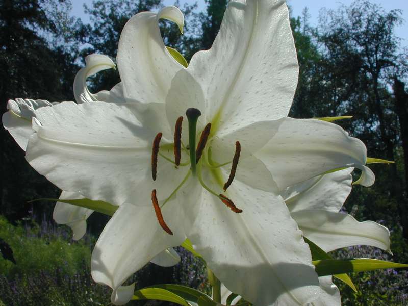white lilly flowers