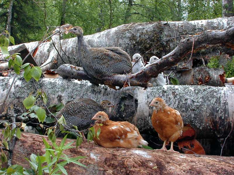 raising baby chickens in alaska