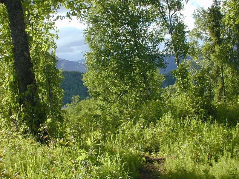 birch with spring foliage and leaves