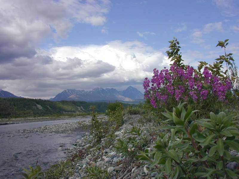 Matanuska River and river beauty flower